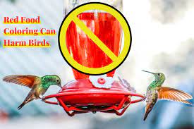 hummingbird food recipe won t harm