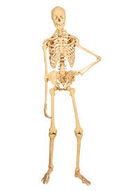 Which was a little more difficult! 11 Surprising Facts About The Skeletal System Live Science