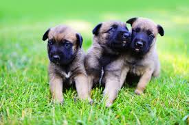 belgian malinois puppies breed at a glance
