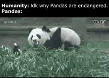 meme panda gifs tenor