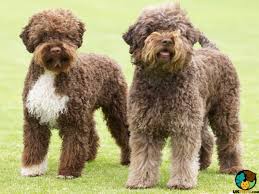 Read more about this dog breed on our lagotto romagnolo breed. Lagotto Romagnolo Puppies For Sale