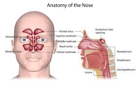 nose anatomy images browse 21 605
