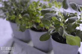 Indoor Herb Garden Oregano Thyme