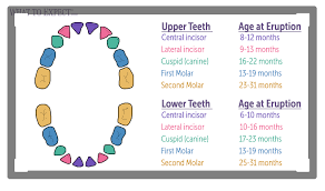 Baby Teeth Chart Types And Order Of Appearance Unit Study