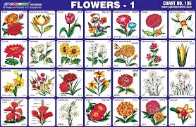 Different Types Of Flowers And Their Names Motoartasia Com
