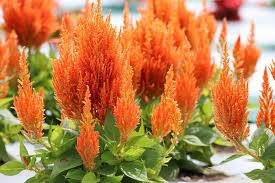 top 25 orange flowers for your garden