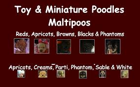Toy Poodles Maltipoos Purchasing Policy