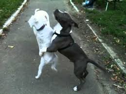 Although friendly with humans, some dogo argentinos can exhibit dog aggression. Miniature Schnauzer American Staffordshire Terrier Dogo Argentino Youtube