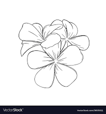 frangipani or plumeria tropical flower