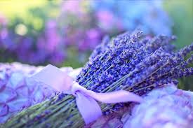 Check spelling or type a new query. Dry Lavender Flower Benefits And Usage 2021 Gardening Pool