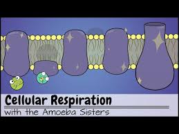 Cellular Respiration Updated