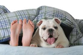 guide to dog friendly hotel chains in