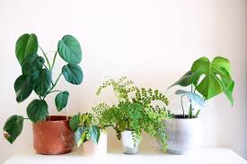 25 Best Small Plants For Home And