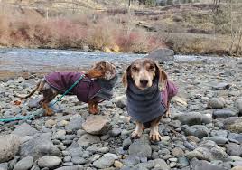 Best Coats For Dachshunds That Fit