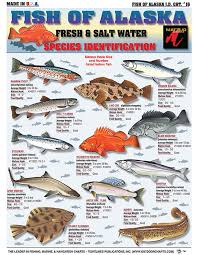 Saltwater Fishing Charts And Saltwater Fish Identification