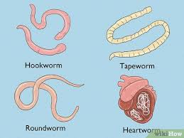 how to identify diffe dog worms
