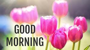 Good Morning Flowers Pictures Download Good Morning Wishes Images