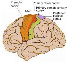 At the primary somatosensory cortex, tactile representation is orderly arranged (in an inverted fashion) from the toe (at the top of the cerebral hemisphere) to the mouth (at the bottom). Motor Cortex Wikipedia