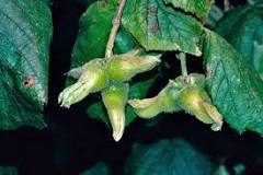 What tree do cob nuts grow on?