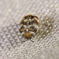 carpet beetles are not just in carpets