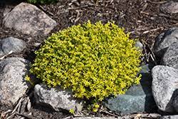 golden moss stonecrop sedum acre