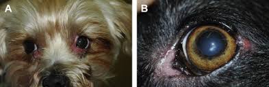 canine conjunctivitis and blepharitis