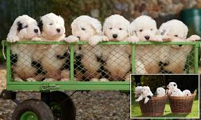 Although some people believe it has connections with the russian owtchar dog while others have said that it is better connected to the scottish bearded collie. Dulux Announces Arrival Of Six Puppies Giving Hope To Old English Sheepdog Breed Daily Mail Online