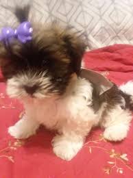 Teddy bear is looking for a companion that wants a lap dog, or even a very large warm hat. Teddy Bear Puppies For Sale In Missouri L2sanpiero