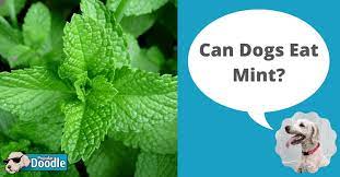 Can Dogs Eat Mint Is Mint Bad For Dogs