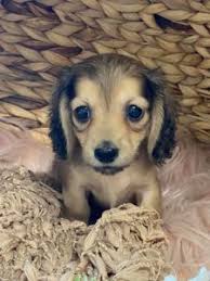 english cream miniature dachshund