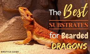 best substrate for bearded dragons the
