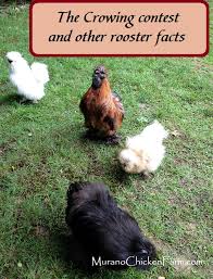 When will a rooster start crowing. The Crowing Contest Crowing At Night And Other Facts About Roosters Murano Chicken Farm
