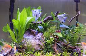 Maybe you would like to learn more about one of these? Planted Tank Basics What Aquarium Plants Need To Thrive Petguide