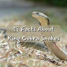 awesome facts about king cobra snakes