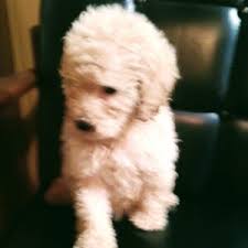 toy poodle puppies in alabama