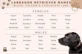 300 names for labrador retrievers