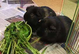 Guinea Pigs Why They Re Not Starter