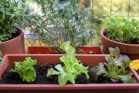 Container Gardening Is For Everyone