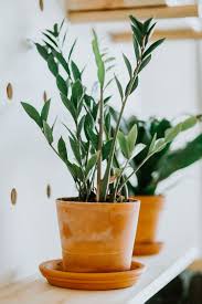 My 5 Favorite Low Light House Plants How To Care For Them