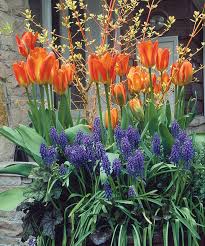Spring Blooming Bulbs In Containers