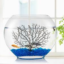 how to care for a betta fish in a bowl
