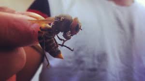 tracking giant hornets that have killed