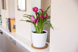 how to grow and care for calla lily