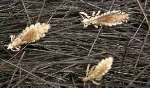 home remes to treat head lice