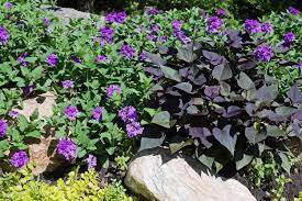 how to grow and care for sweet potato vine
