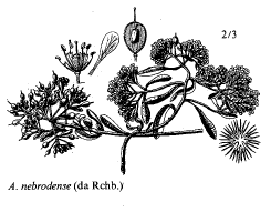 Sp. Alyssum nebrodense - florae.it