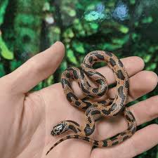 apalachicola king snake lampropeltis