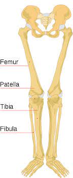 Leg bone anatomy diagram diagram of human leg human anatomy. File Human Bones Labeled Labeled Leg Bone Diagram Clipart Full Size Clipart 3796788 Pinclipart