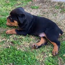 adopt a rottweiler puppy near dallas