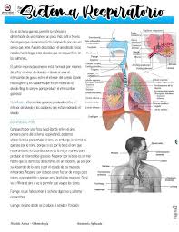 generalidades sistema respiratorio